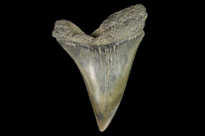 Fossil Mako Shark Tooth - South Carolina #128758